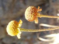 Helenium puberulum image