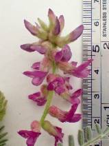 Astragalus brauntonii image