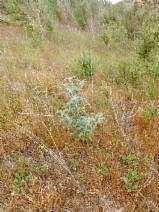 Astragalus brauntonii image