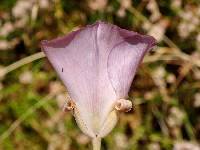 Calochortus splendens image