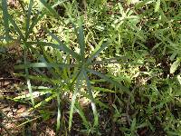 Cyperus involucratus image