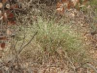 Muhlenbergia rigens image