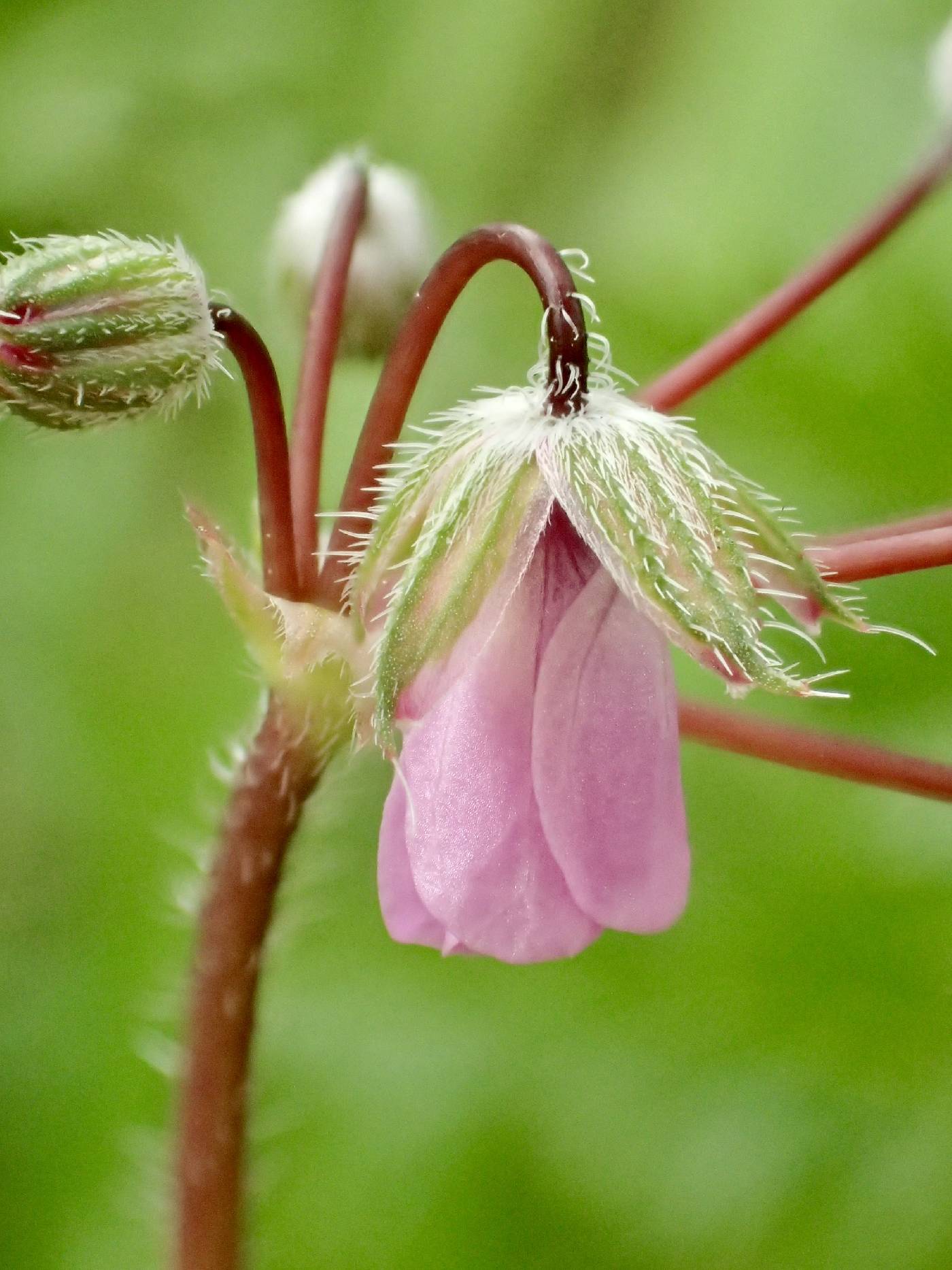 Erodium moschatum image