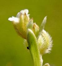 Plagiobothrys acanthocarpus image