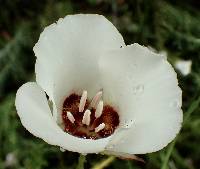 Calochortus catalinae image