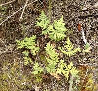 Pentagramma triangularis image