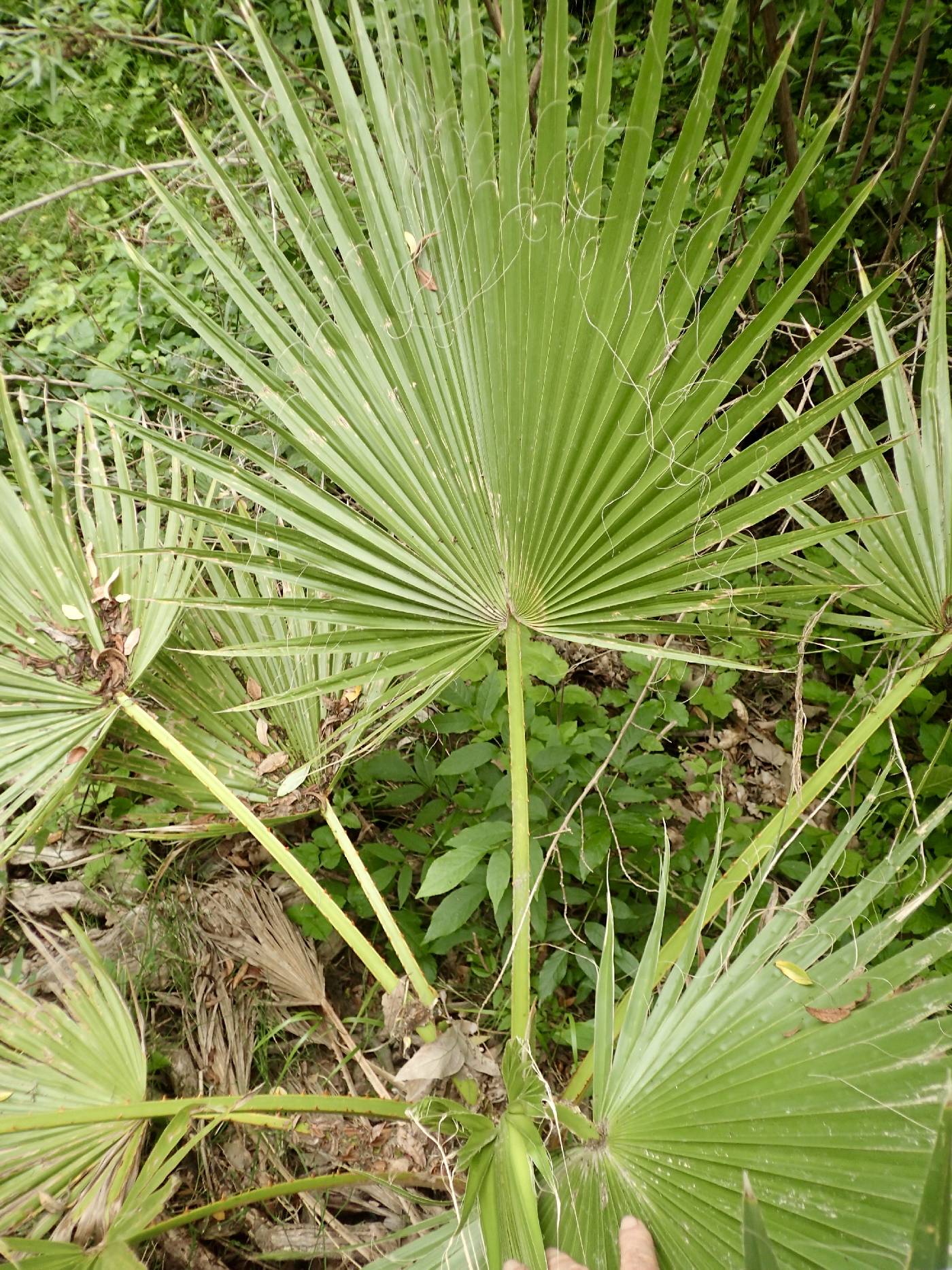 Washingtonia robusta image