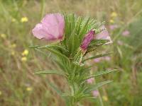 Clarkia purpurea subsp. purpurea image