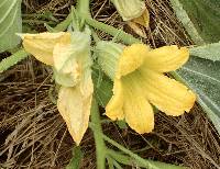 Cucurbita foetidissima image