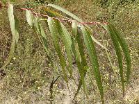 Eucalyptus citriodora image