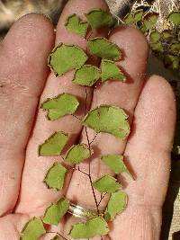 Adiantum jordanii image