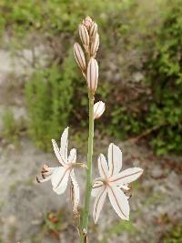 Asphodelus fistulosus image