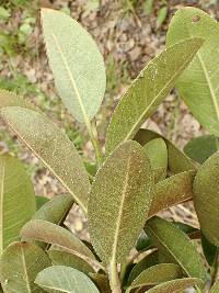 Ficus rubiginosa image
