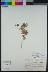 Xylorhiza cognata image