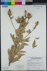 Romneya coulteri image