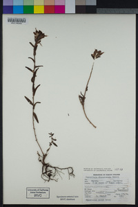 Castilleja subinclusa subsp. franciscana image