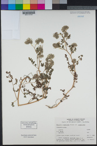 Phacelia cryptantha image