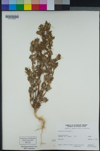 Chenopodium murale image