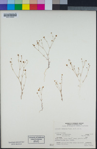 Minuartia douglasii image