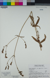 Silene laciniata subsp. laciniata image