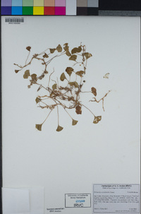 Dichondra occidentalis image