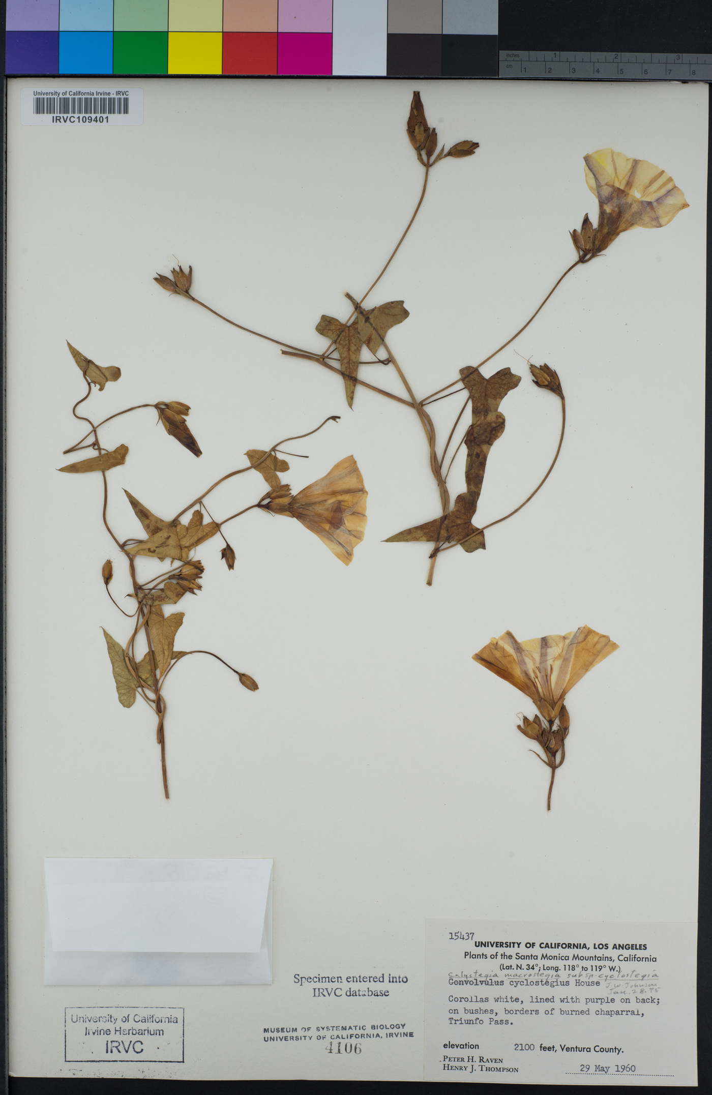 Calystegia macrostegia subsp. macrostegia image