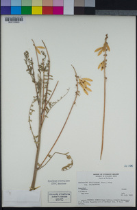 Astragalus trichopodus var. trichopodus image