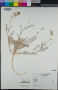 Astragalus mohavensis image