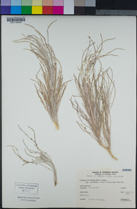 Astragalus magdalenae var. peirsonii image