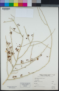 Parkinsonia florida image