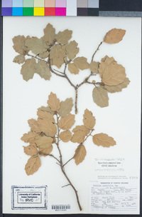 Quercus agrifolia image