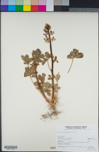 Lupinus hirsutissimus image