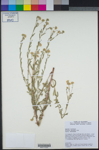 Pulicaria paludosa image