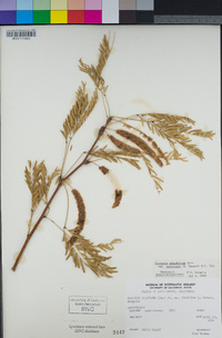 Prosopis glandulosa var. torreyana image