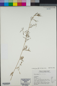 Vicia ludoviciana image