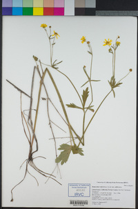 Ranunculus californicus var. californicus image