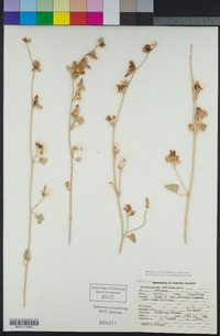 Sphaeralcea ambigua var. ambigua image
