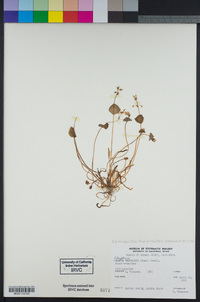 Claytonia parviflora image