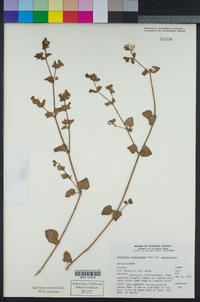 Mirabilis laevis var. crassifolia image