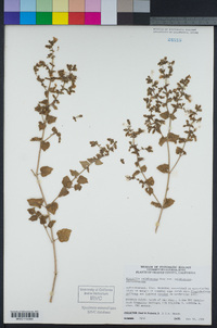 Mirabilis laevis var. crassifolia image