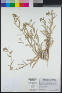 Camissoniopsis pallida subsp. hallii image