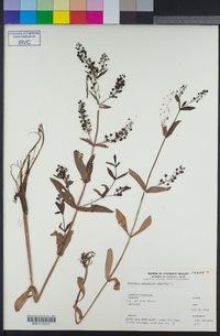 Veronica anagallis-aquatica image