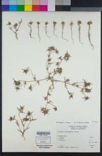 Navarretia fossalis image