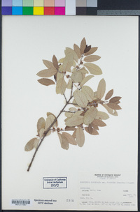 Karwinskia parvifolia image