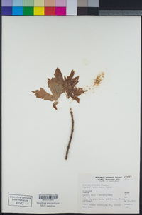 Acer macrophyllum image