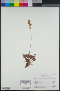 Heuchera cylindrica image