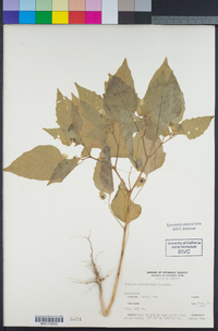Physalis nicandroides image