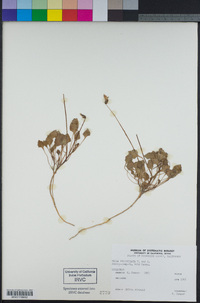 Viola pedunculata image