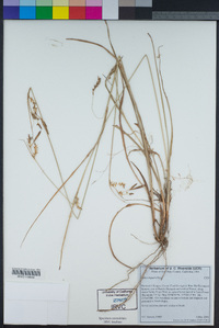 Carex triquetra image