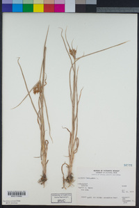 Cyperus esculentus image